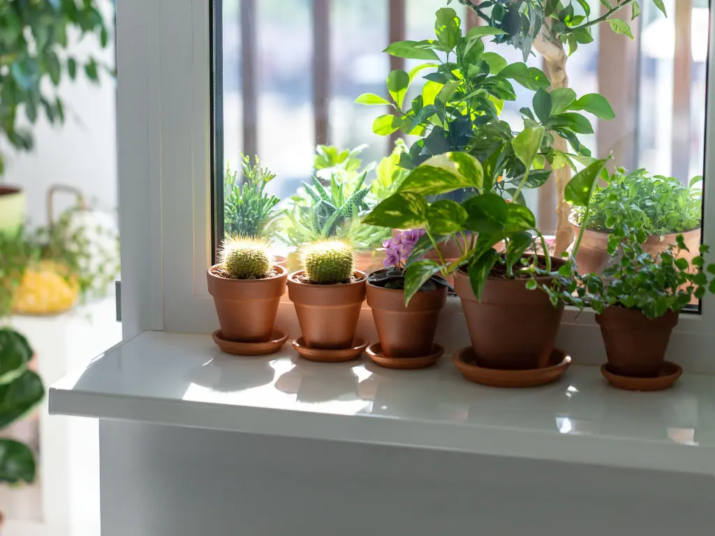 Potted indoor plants and succulents sitting on a windowsill with bright sunlight