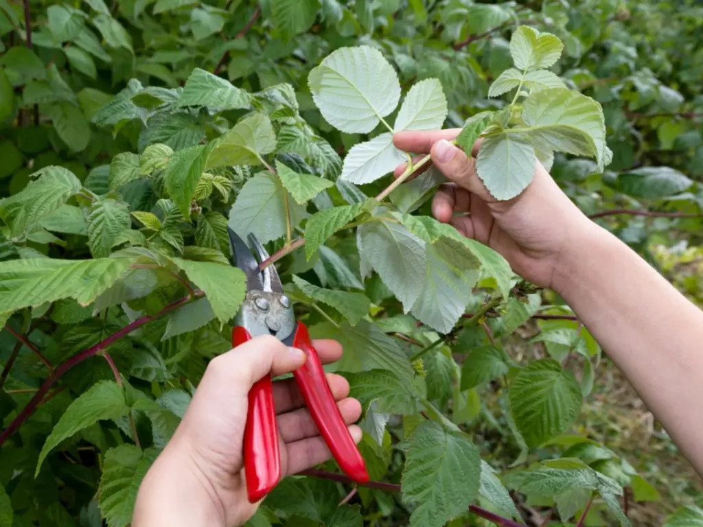 Pruning Glencoe Raspberries