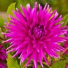 Purple Gem Cactus Dahlia Flower Bulbs – 3 Bulbs Per Pack