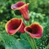 Purple Haze Calla Lily Flower Bulbs – 3 Lily Bulbs Per Pack