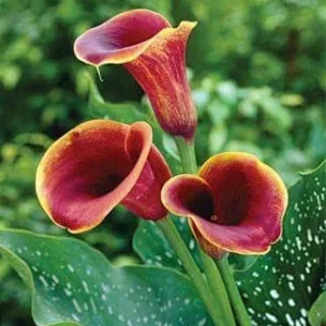 Purple Haze Calla Lily Flower Bulbs – 3 Lily Bulbs Per Pack