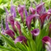 Purple Sensation Calla Lily - 3 Bulbs per Pack - Rich Purple Blooms - Easy Grow
