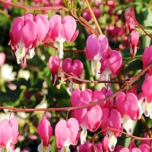 Pink Bleeding Hearts Flower Bulbs Value Pack - 1 Bulbs per Pack - Deer Resistant - Good as Cut Flower - Perennializing - Easy to Grow Live Plant - Outdoor Garden