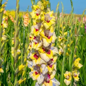 Night's Sky Collection - 19 Bulbs Per Pack - Easy to Grow Live Plants