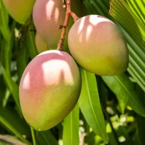 Pim Saen Mun Mango Tree Grafted - 1 ft Tall - Shipped in 3 Gallon Pot