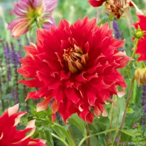Nick Sr. Dinnerplate Dahlia Flower Tuber - 1 Bulbs Per Pack - Summer Flowers