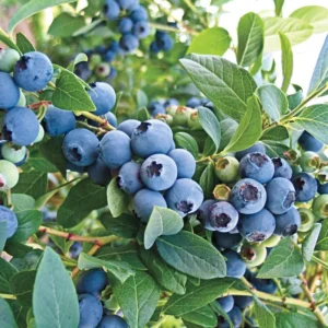 Blueberry Bush Plant - Live Plant 4 Inch Pot - High Yield