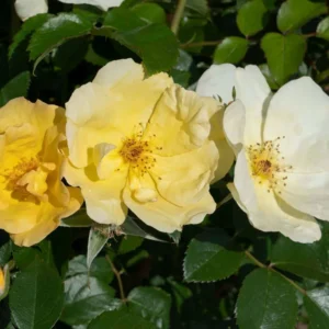 Rose Bush, Knock Out Rose, 1 Quart Pot, Live Shrub, Fresh Roses