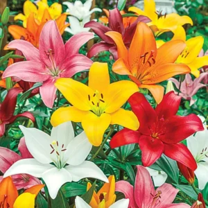 Mixed Asiatic Lilies Super Pack (8 Pack of Bulbs) - Freshly Dug Perennial Lily Flower Bulbs