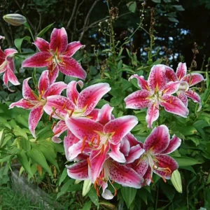 Stargazer Lily Jumbo Pack - 10 Flower Bulbs - Easy to Grow