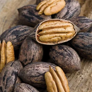 Tom Pecan Tree - Bare Root Fruit Tree - 3 to 4 Feet - Nut Producing