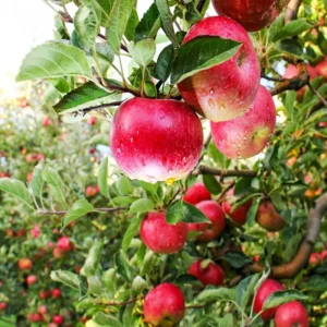 Pink Lady Apple Tree - Fruit Tree - 1.5 to 3 Feet Tall - Edible Apples