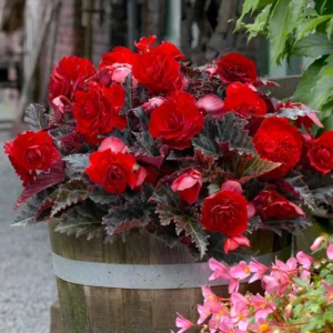 Switzerland Dark Leaf Red Begonia Flower Bulbs - 3 Bulbs per Pack