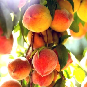 Burbank July Elberta Peach Tree - Fruit Tree - 1.5 to 3 Feet Tall