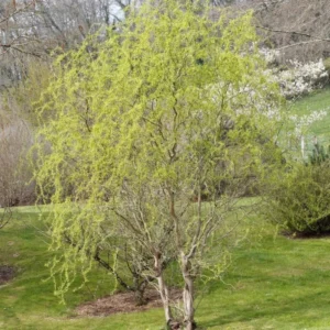 Corkscrew Willow Tree Bare Root - Curled Branch Tree - 1-2 Feet