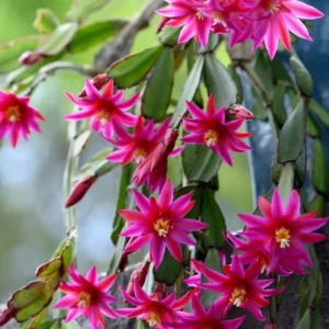 Pink Easter Cactus Live Plant - 4 to 6 Inch Spring Flowering Perennial