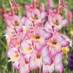Priscilla Gladiolus Bulbs - Perennial Flower Bulbs - Pack of 10 for Planting
