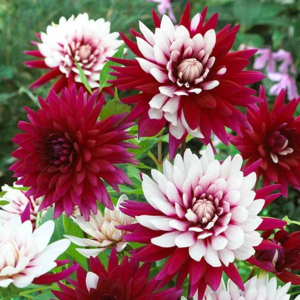 Rebecca's World Dahlia Tubers for Planting - 3 Bulbs Per Pack - Garden Flower Bulbs
