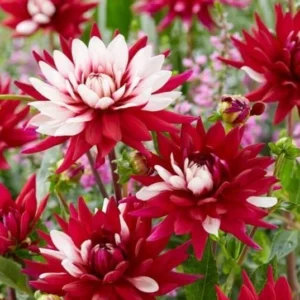 Rebecca's World Dahlia Tubers for Planting - 3 Bulbs Per Pack - Garden Flower Bulbs