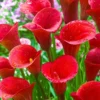 Red Alert Calla Lily Flower Bulbs - 3 Bulbs per Pack Vibrant Blooms