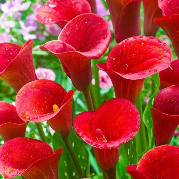 Red Alert Calla Lily Flower Bulbs - 3 Bulbs per Pack Vibrant Blooms