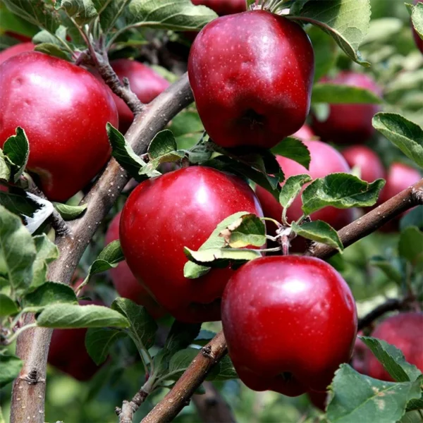 Red Delicious Apple Tree Live Plant - 2-3 Ft - For Planting