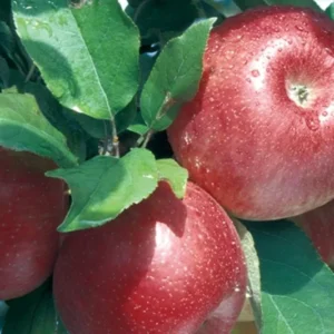 Red Delicious Apple Tree Live Plant - 2-3 Ft - For Planting