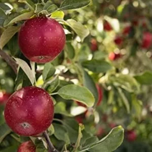 Red Delicious Apple Tree Live Plant - 2-3 Ft - For Planting