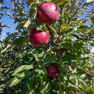 Red Delicious Apple Tree Live Plant - 2-3 Ft - For Planting