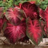 Red Flash Caladium Bulbs - 5 Bulbs Per Pack - Easy to Grow