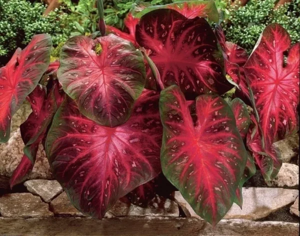 Red Flash Caladium Bulbs - 5 Bulbs Per Pack - Easy to Grow