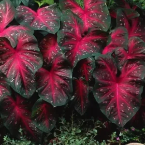 Red Flash Caladium Bulbs - 5 Bulbs Per Pack - Easy to Grow