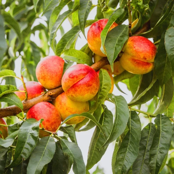 Red Gold Nectarine Tree - Live Bare Root Fruit Plant 4-5 ft Tall