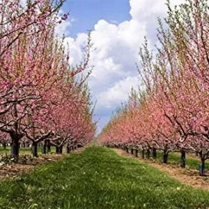 Red Gold Nectarine Tree - Live Bare Root Fruit Plant 4-5 ft Tall