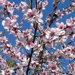 Red Gold Nectarine Tree - Live Bare Root Fruit Plant 4-5 ft Tall