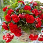 Red Hanging Begonia Flower Bulbs - 3 Bulbs per Pack - Easy Grow Outdoor Garden Plants