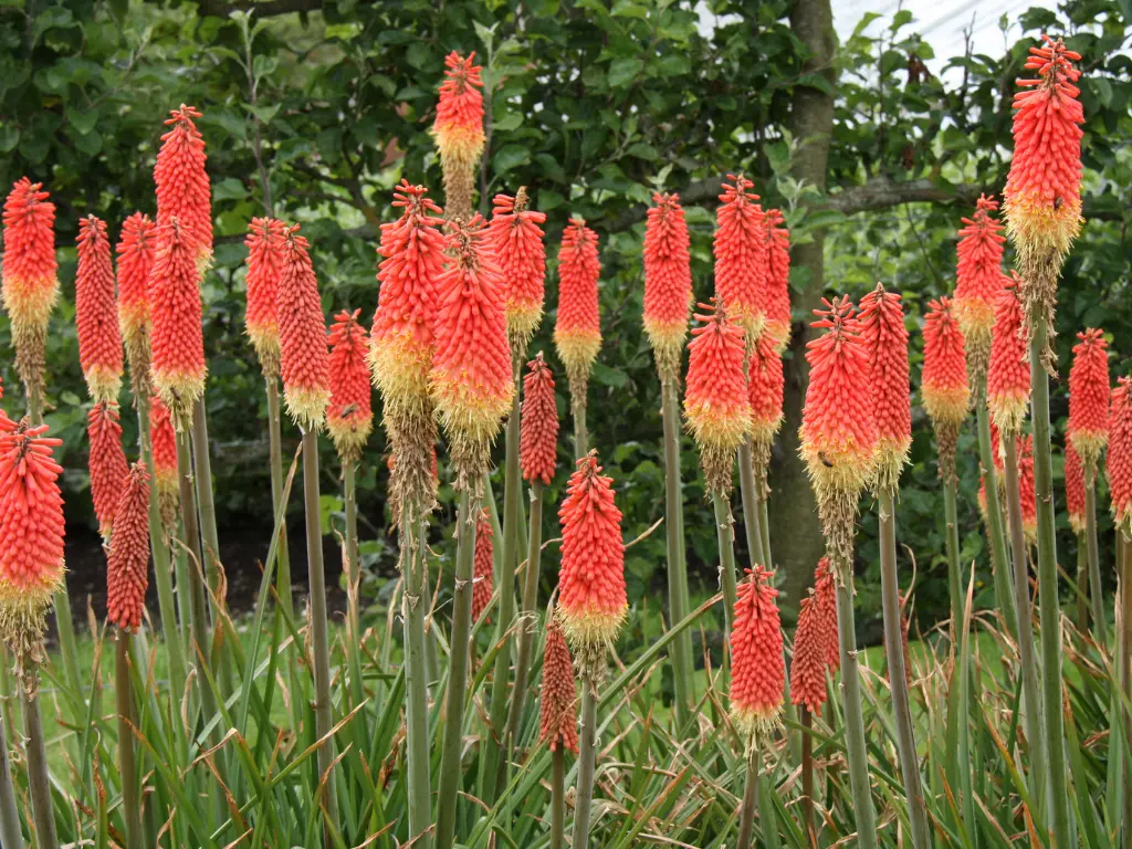 Red Hot Poker (Kniphofia)