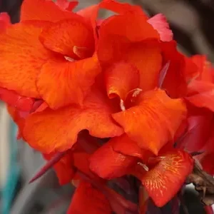 Red King Humbert Canna Lily Bulbs - Tall Red Canna - 3 Bulbs Pack