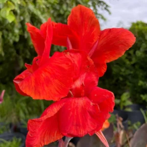 Red King Humbert Canna Lily Bulbs - Tall Red Canna - 3 Bulbs Pack