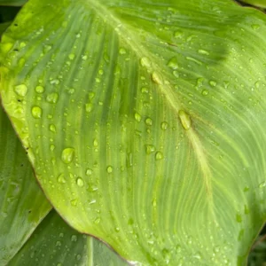 Red King Humbert Canna Lily Bulbs - Tall Red Canna - 3 Bulbs Pack