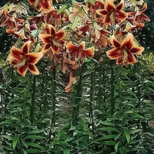 Red Morning Orienpet Lily - 3 Bulbs Per Pack - Stunning Blooms