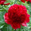 Red Peony Bulbs - Red Flowers - 1 Bulb per Pack