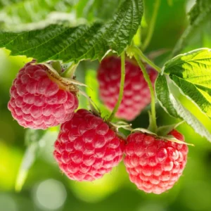 Red Raspberry Plant Bare Root 3 Pack - Easy To Grow