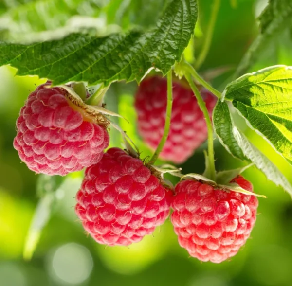 Red Raspberry Plant Bare Root 3 Pack - Easy To Grow
