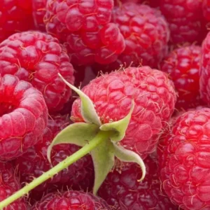 Red Raspberry Plant Bare Root 3 Pack - Easy To Grow
