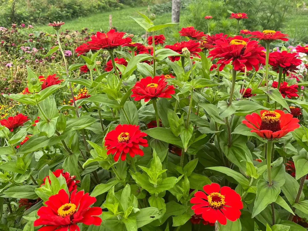Red Zinnia - patriotic flowers that attract pollinators