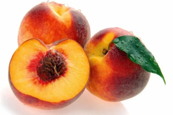 Redhaven Peach Tree - Peach Fruit Tree - 1.5 to 3 Feet - Fresh Fruit