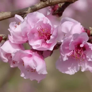 Redhaven Peach Tree - Peach Fruit Tree - 1.5 to 3 Feet - Fresh Fruit