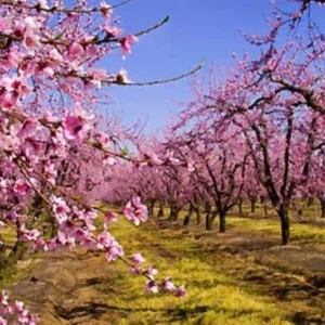 Redhaven Peach Tree - Peach Fruit Tree - 1.5 to 3 Feet - Fresh Fruit