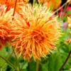 Reijman's Firecracker Dahlia Flower Tubers - 3 Bulbs per Pack - Vibrant Blooms
